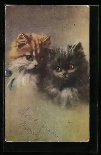 AK Zwei kleine Katzen mit wolligem Fell