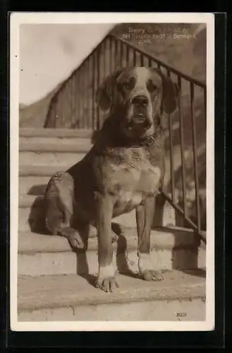 AK Bernhardiner Barry an der Treppe zum Hospiz St. Bernard