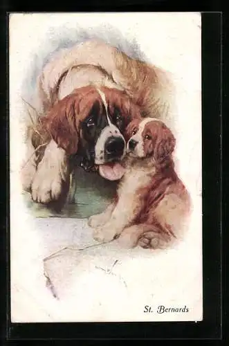 AK St. Bernards, Bernhardiner-Mutter leckt ihren Welpen
