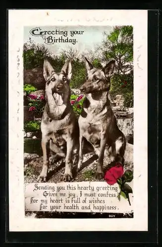 AK Zwei Schäferhunde, Geburtstagsgruss