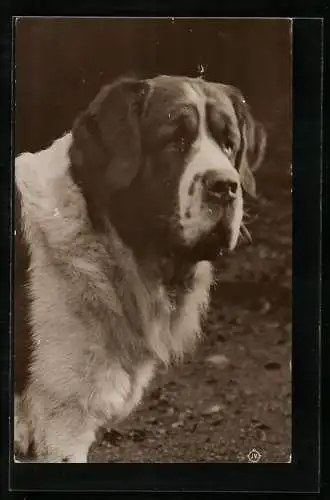 AK Kräftiger Bernhardiner im Freien, Portrait