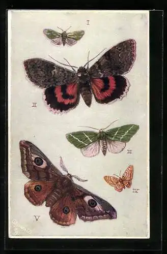 AK British Moths: Forester, Red Undwerwing & Emperor, Schmetterlinge