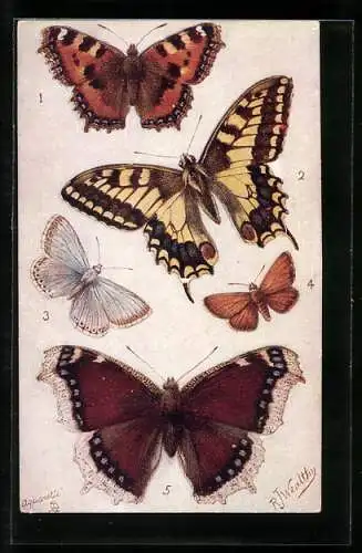 AK Diverse Schmetterlingsarten, Small Tortoiseshell, Swallowtail