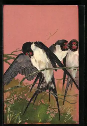 AK Schwalbe sitzt auf Ast und putzt sich