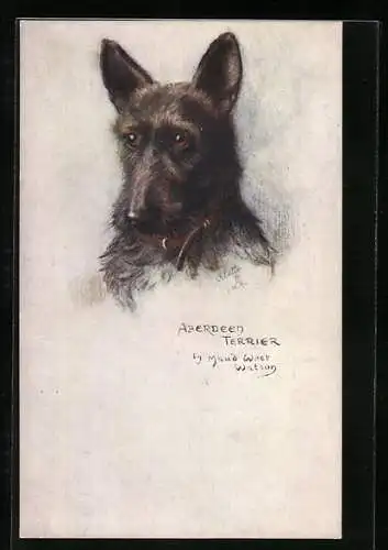AK Aberdeen Terrier mit Halsband