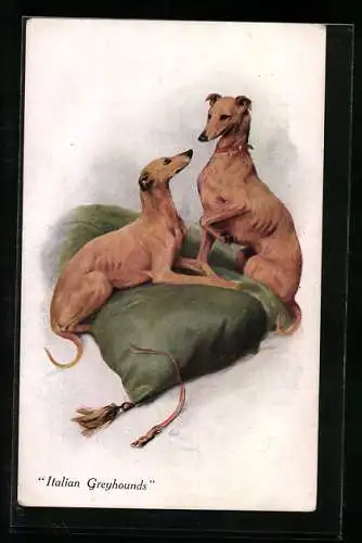 AK Italian Greyhounds