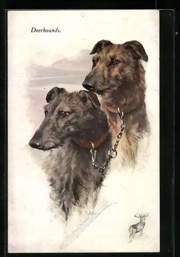 Künstler-AK Jagdhunde, Zwei Deerhounds mit Kette verbunden, Hirsch