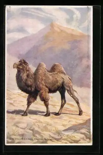 Künstler-AK Edgar Fisher: Bactrian Camel, Kamel