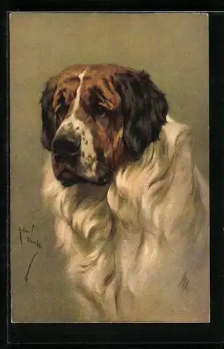 Künstler-AK hübscher Bernersennenhund im Portrait
