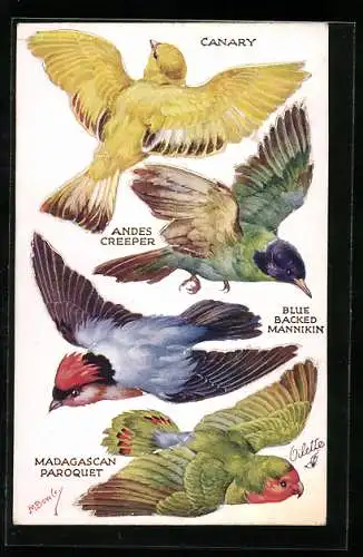 AK Kanarienvogel, Papagei und weitere Vögel