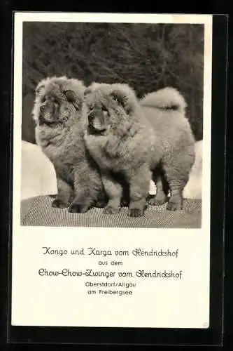 AK Oberstdorf /Allgäu, Chow-Chows Kongo und Karga vom Hendricksdorf