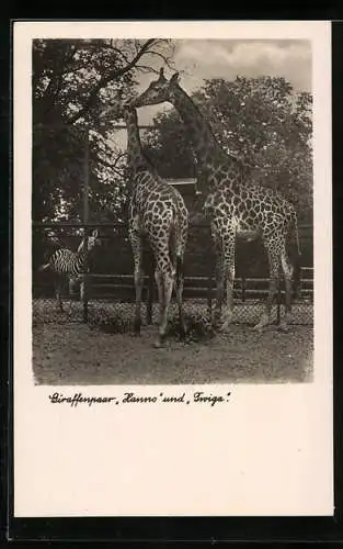 AK Halle, Zoo, Giraffenpaar Hanno und Twiga