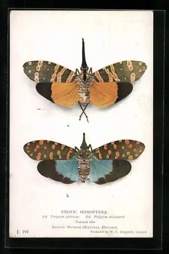 AK British Museum, Exotic Homoptera, Natural Size