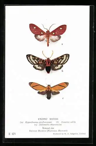 AK Exotic Moths, Hyperthaema perflammans, Amastus adela & Automolis chrysomelas, Falter, Motten
