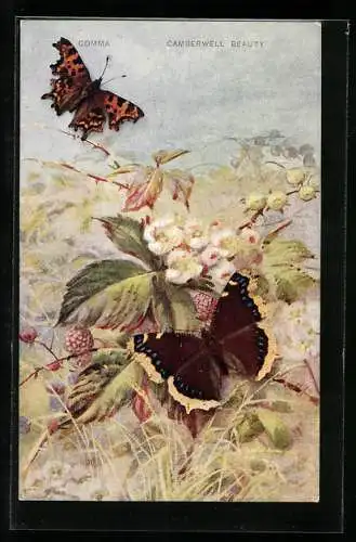 AK Schmetterlinge mit orangener und schwarzer Färbung auf Beerenstrauch mit Blüten, Comma, Camberwell Beauty