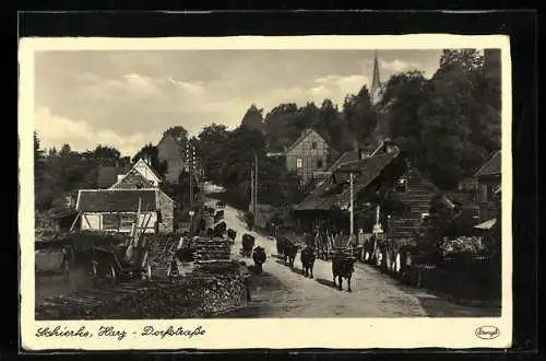 AK Schierke i. Harz, Blick in die Dorfstrasse mit Kühen