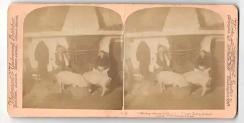 Stereo-Fotografie Underwood & Underwood, New York, Ansicht Kerry, irische Schweinebauern mit Schweinen in der Stube