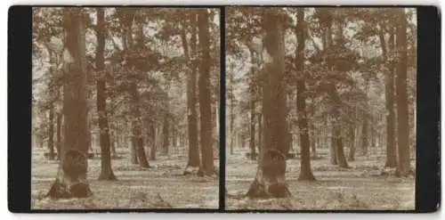 Stereo-Fotografie unbekannter Fotograf, Ansicht Dubrow, Blick in den Eichenwald bei Dubrow, Jagdgebiet des Kaisers