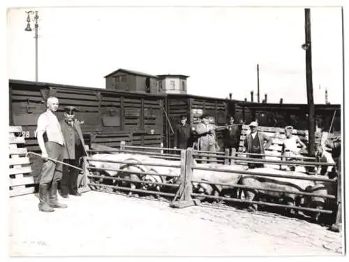 Fotografie Jaster, Ansicht Bad Polzin, Schweine werden auf einen Güterzug der Reichsbahn verladen
