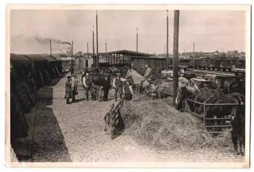 Fotografie unbekannter Fotograf, Ansicht Tilsit, Pferde warten auf dem Güterbahnhof zur Verladung in einen Güterzug