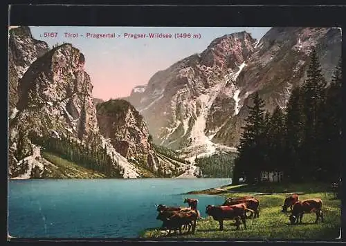 AK Prags /Tirol, Pragser-Wildsee mit Kühen