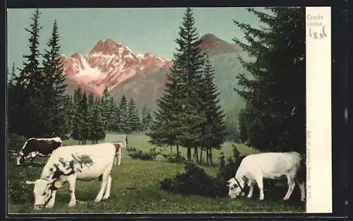 AK Croda Rossa, Grasende Kühe