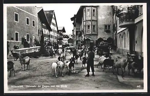 AK Mittenwald, Heimkehr der Ziegen von der Weide