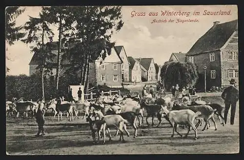 AK Winterberg im Sauerland, Austrieb der Ziegenherde