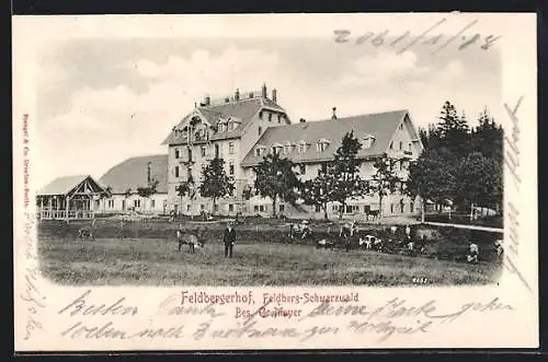 AK Feldberg /Schwarzwald, Hotel Feldbergerhof mit weidenden Kühen