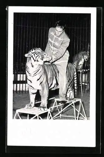 AK Circus Willy Hagenbeck, Dompteur mit Tigern