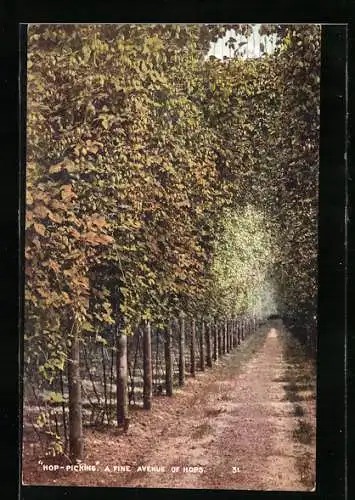 AK Blick in ein Hopfenfeld