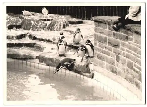 Fotografie Fotograf ubekannt, Ansicht Essen, Pinguine im Zoo-Gehege