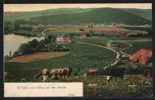 AK Titisee, Ortsansicht mit Umgebung und Kühe auf der Weide