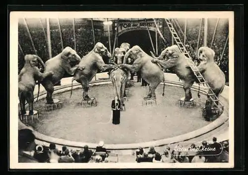 AK Zirkus Carl Krone, Frieda Sembach-Krone mit ihrer Elefantnherde