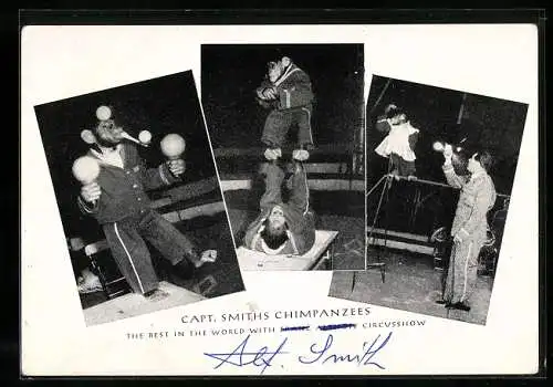 AK Capt. Smiths Chimpanzees, Zirkusnummer mit Schimpansen, Autogramm