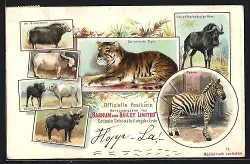 Lithographie Zirkus Barnum and Bailey Limited, Dreihörniger Ochse, ruhender Tiger