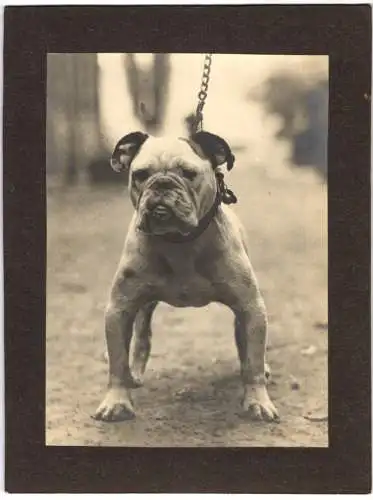 Fotografie unbekannter Fotograf und Ort, Englische Bulldoge an der Leine mit Glöckchen am Halsband