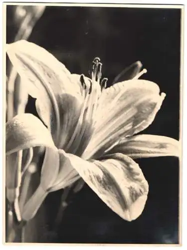 Fotografie unbekannter Fotograf und Ort, blühende Lilie, Botanik