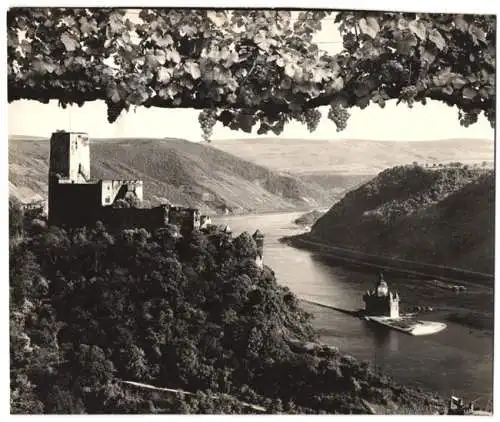 Fotografie F. Kratz, Köln, Ansicht Kaub, 100 jähriger Rebstock m. Rhein-Panorama, Burg Gutenfels & Burg Pfalzgrafenstein