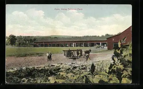 AK Conn. Valley, Tobacco Farm