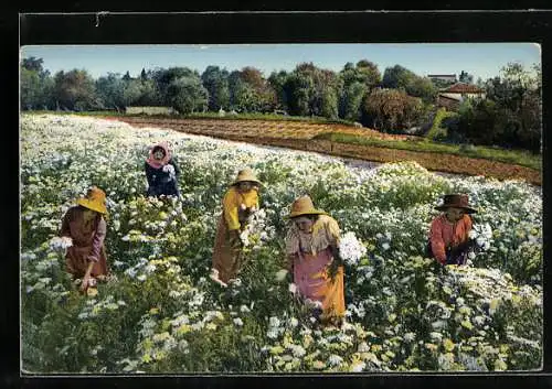 AK La Cote D`Azur, La cueillette des Marguerites