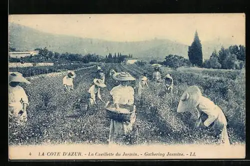 AK La Cote D`Azur, La cueillette du Jasmin