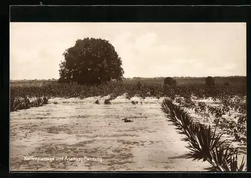 AK Kaffeeplantage und Ananaspflanzung