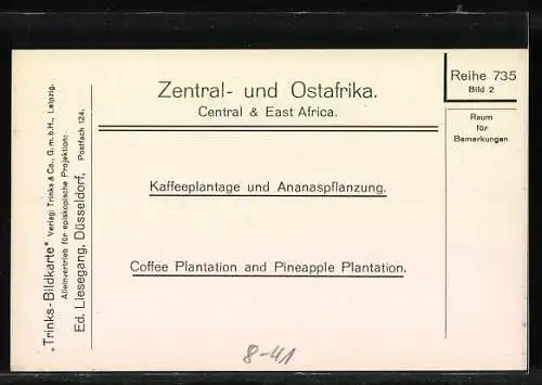 AK Kaffeeplantage und Ananaspflanzung