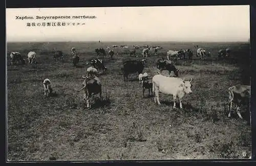 AK Harbin, Rinder auf der Weide
