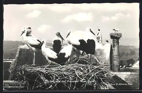 AK Rust /Bdld., Die Störche der Freistadt