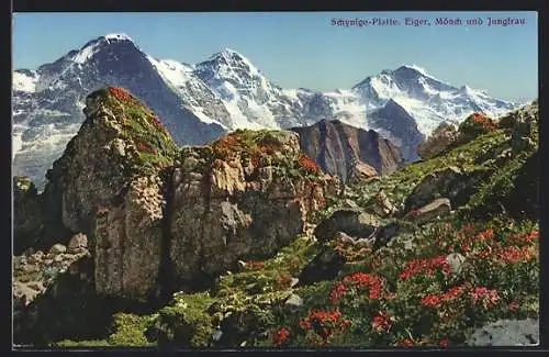 AK Wilderswil, Schynige-Platte, Eiger, Mönch und Jungfrau