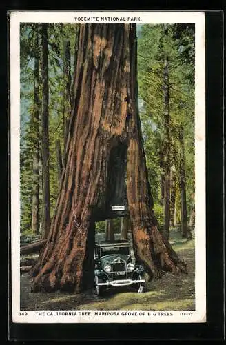 AK The California Tree, Mariposa Grove of Big Trees
