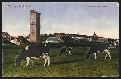 AK Borkum, Alter Leuchtturm und grasende Kühe