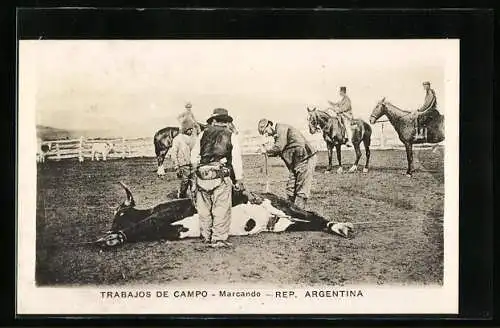 AK Argentina, Trabajos de Campo, Marcando, Einheimische mit einem Rind